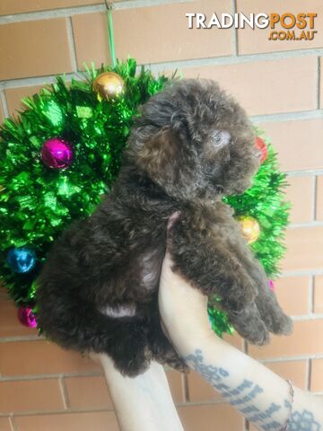 LAST  LITTLE PUPPY REDUCED - Tiny toy Cavoodles