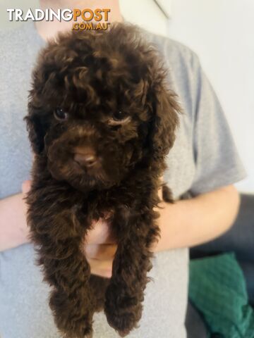 Tiny toy Cavoodles