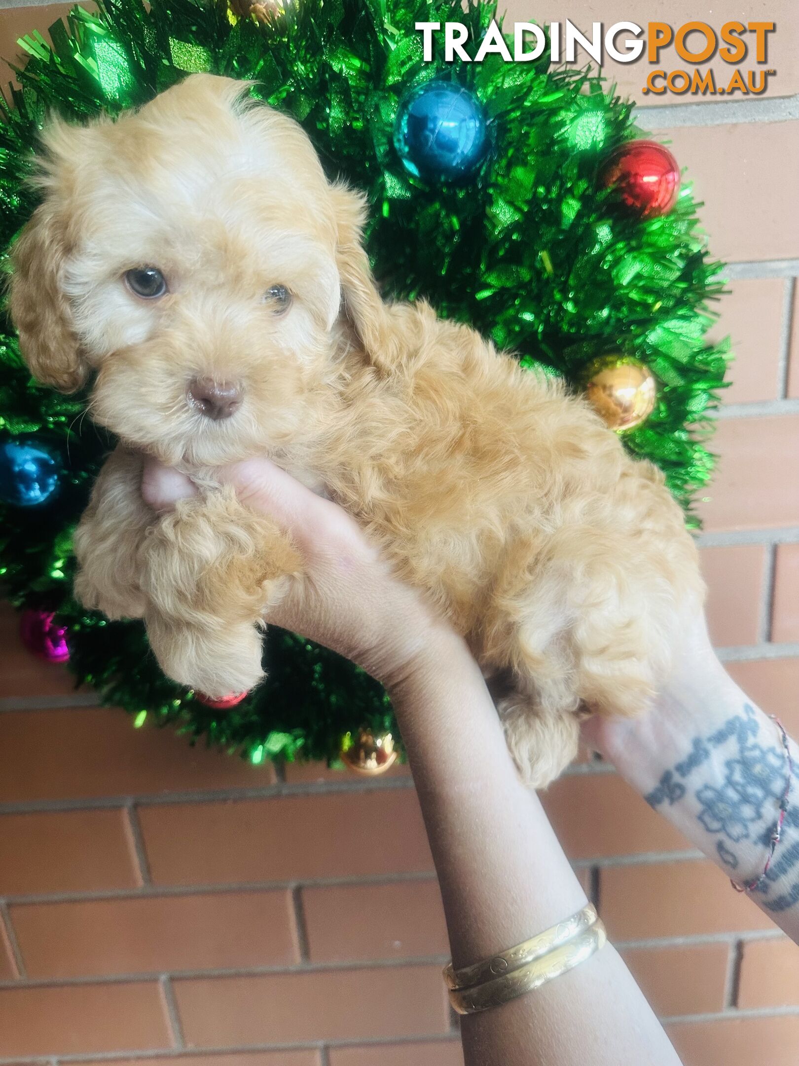 LAST  LITTLE PUPPY REDUCED - Tiny toy Cavoodles