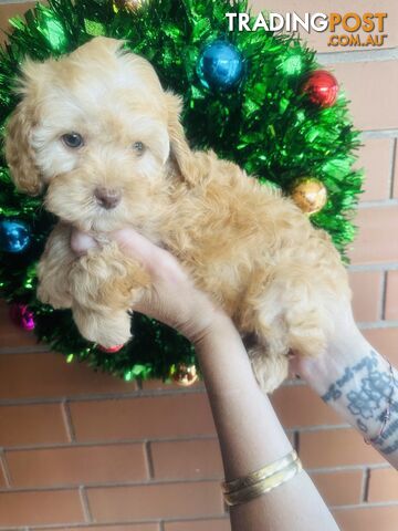 LAST  LITTLE PUPPY REDUCED - Tiny toy Cavoodles