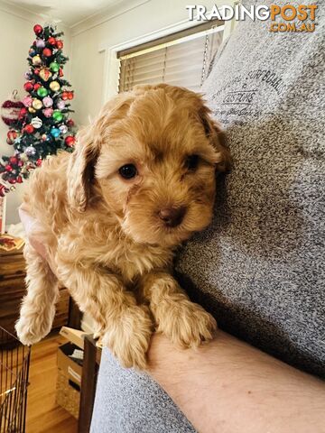 Tiny toy Cavoodles