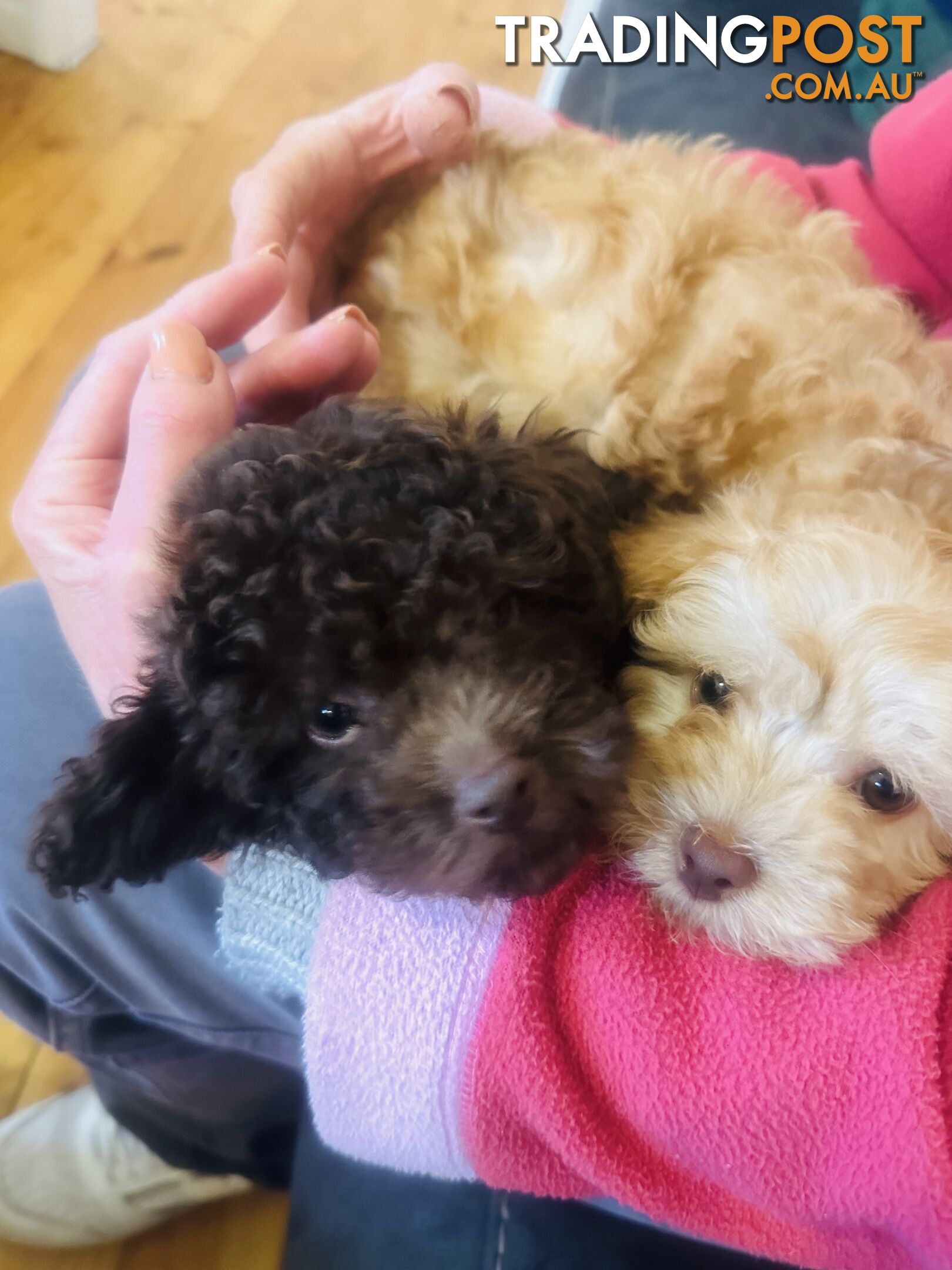 LAST  LITTLE PUPPY REDUCED - Tiny toy Cavoodles