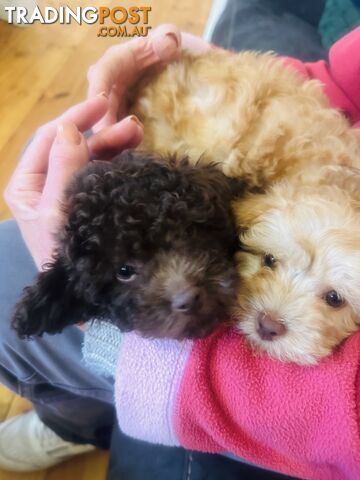 LAST  LITTLE PUPPY REDUCED - Tiny toy Cavoodles