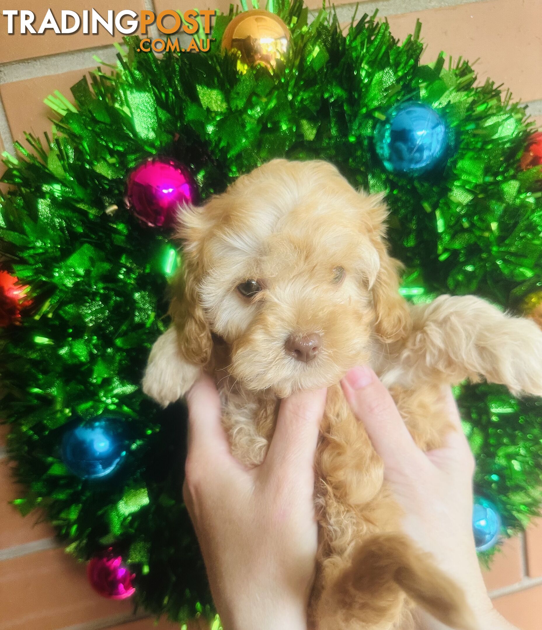 LAST  LITTLE PUPPY REDUCED - Tiny toy Cavoodles