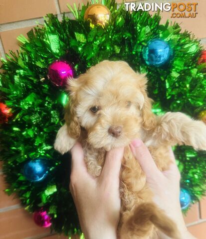 LAST  LITTLE PUPPY REDUCED - Tiny toy Cavoodles