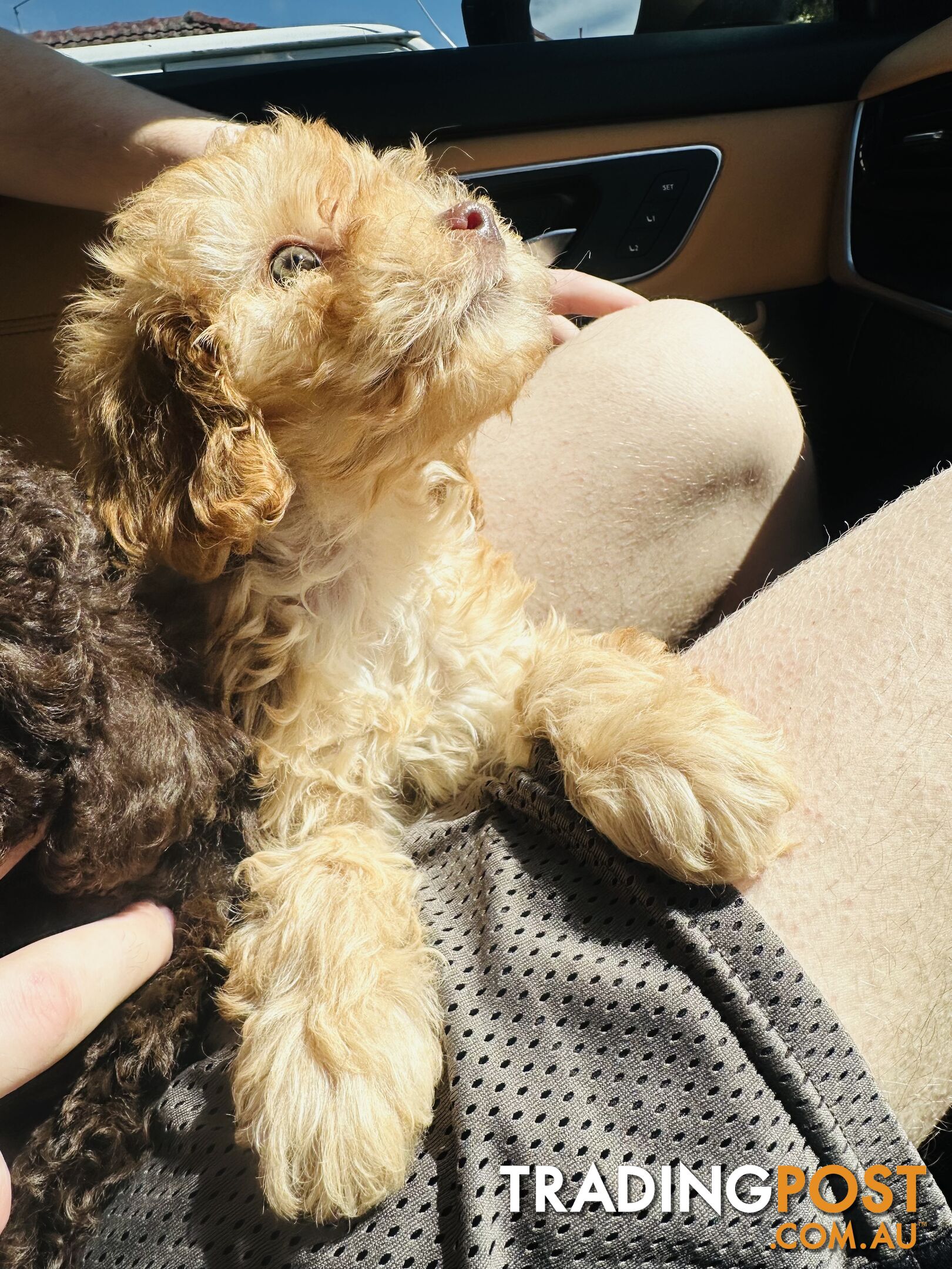 LAST  LITTLE PUPPY REDUCED - Tiny toy Cavoodles