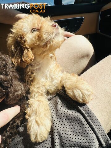 LAST  LITTLE PUPPY REDUCED - Tiny toy Cavoodles