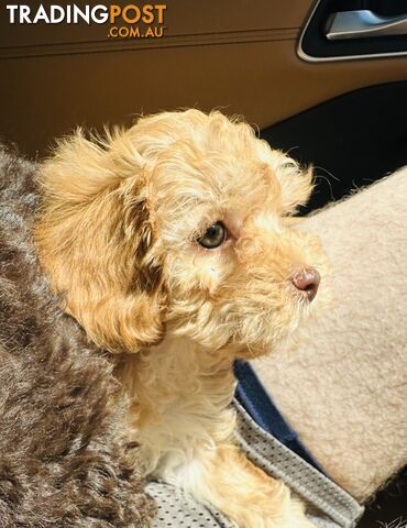 LAST  LITTLE PUPPY REDUCED - Tiny toy Cavoodles