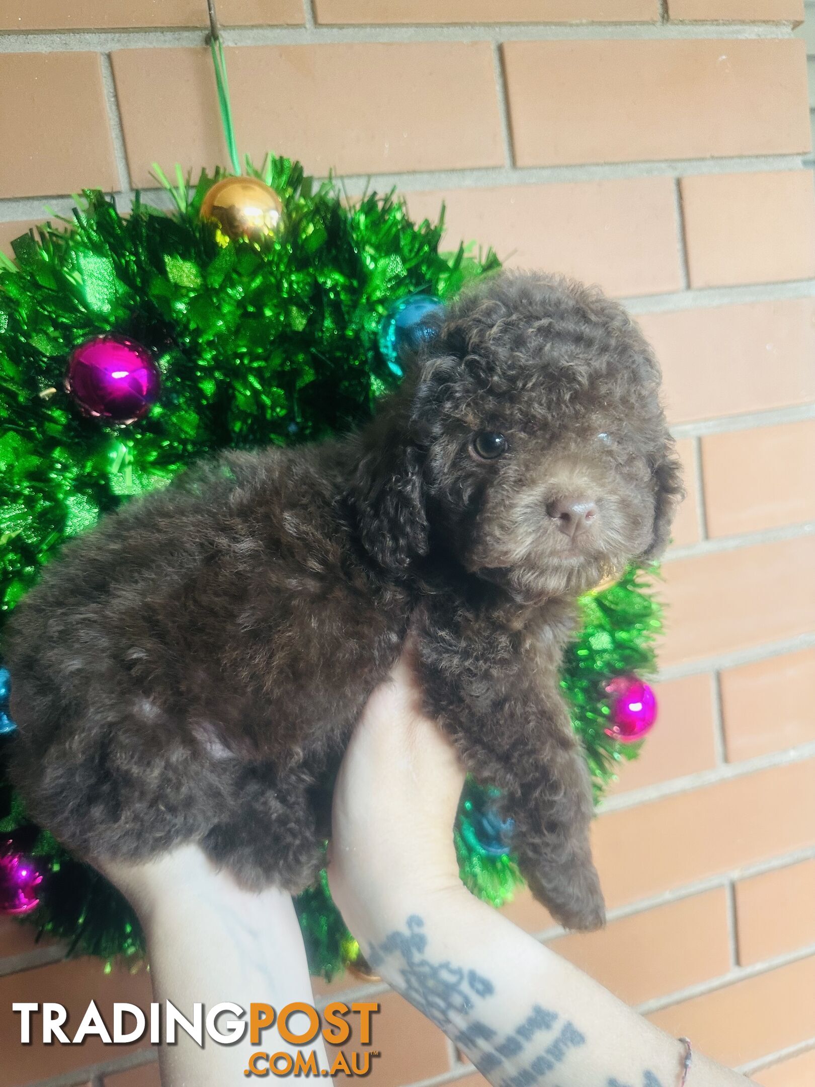 LAST  LITTLE PUPPY REDUCED - Tiny toy Cavoodles