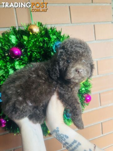 LAST  LITTLE PUPPY REDUCED - Tiny toy Cavoodles