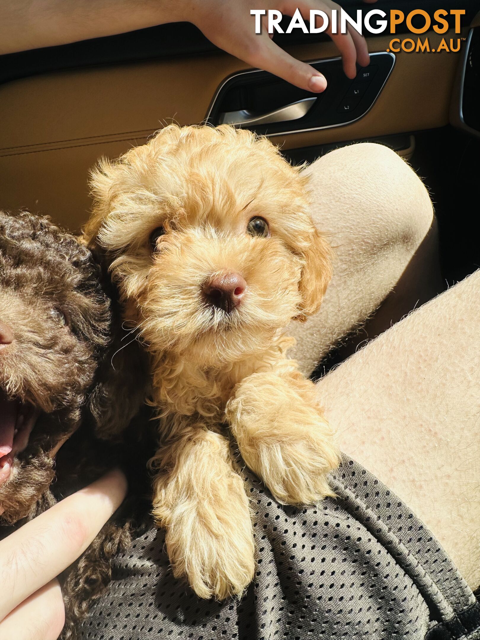 LAST  LITTLE PUPPY REDUCED - Tiny toy Cavoodles