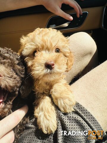 LAST  LITTLE PUPPY REDUCED - Tiny toy Cavoodles