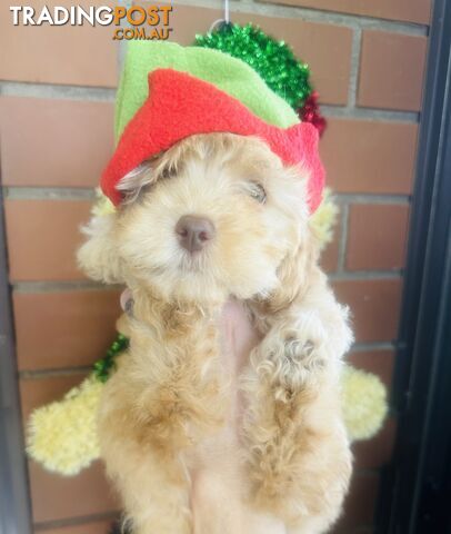 PRICED REDUCED - READY TO GO NOW - 2nd Gen Tiny Toy Cavoodle Female  Ruby Champagne