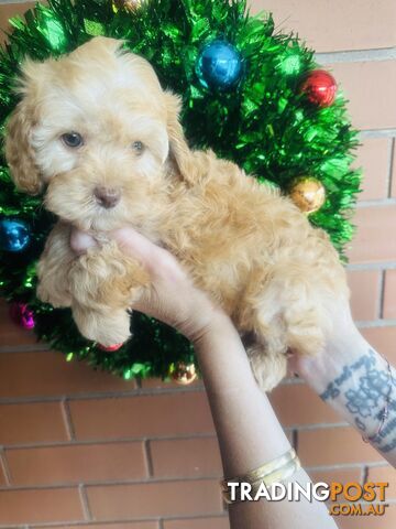 2nd Generation Tiny Toy Cavoodle Female  Ruby Champagne