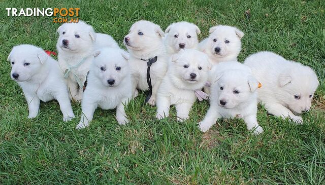 Ice white Shepherd Husky puppies