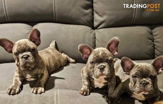 Purebred Frenchies
