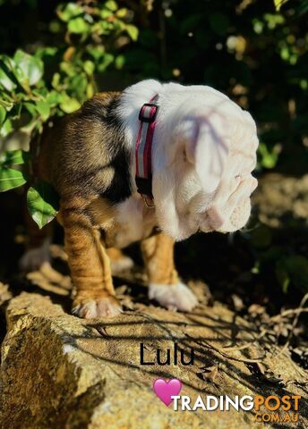 Aussie Bulldog puppies