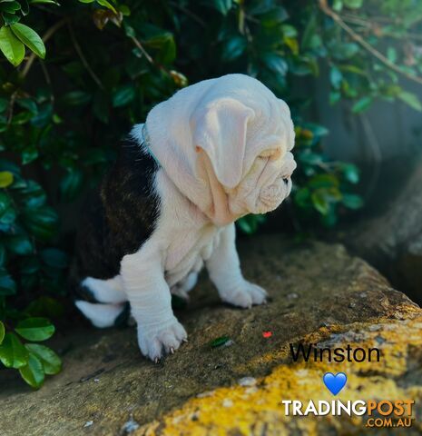 Aussie Bulldog puppies