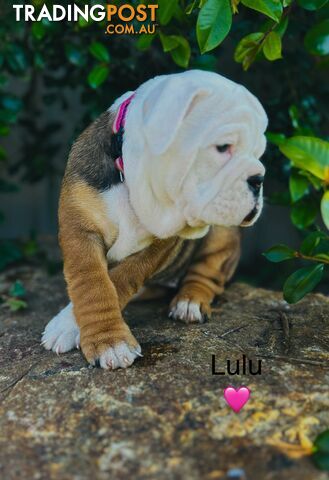 Aussie Bulldog puppies