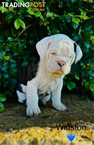 Aussie Bulldog puppies