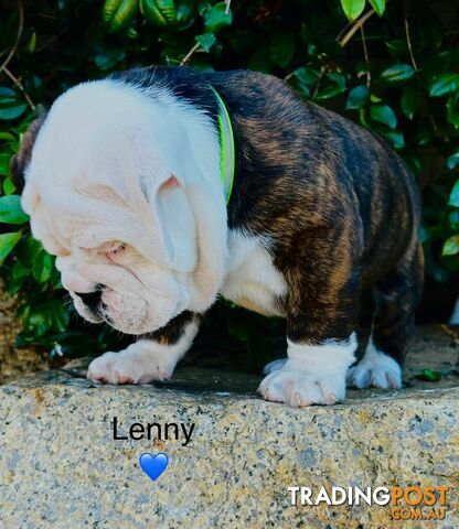 Aussie Bulldog puppies