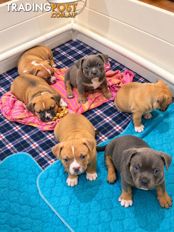 American pocket bully's