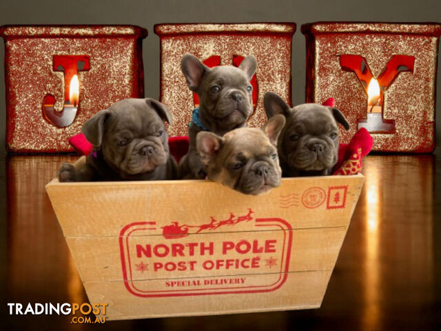 Ready to go! French Bulldog Puppies