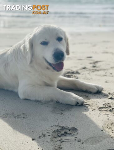 Purebred Golden Retriever Stud Service