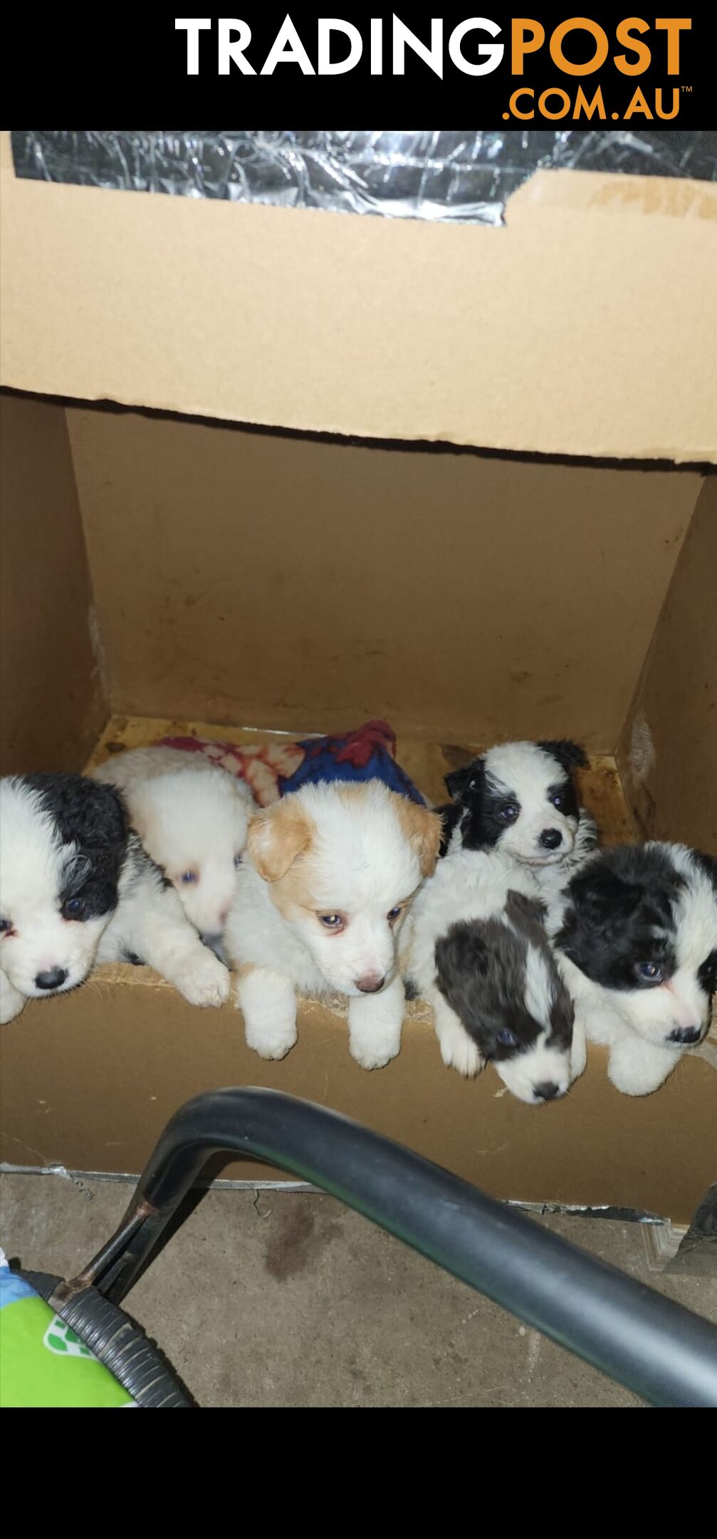 Border Collie Puppies