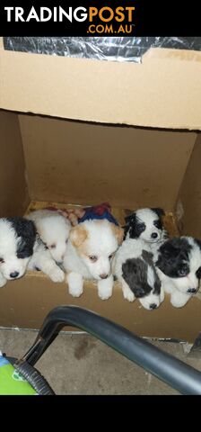 Border Collie Puppies