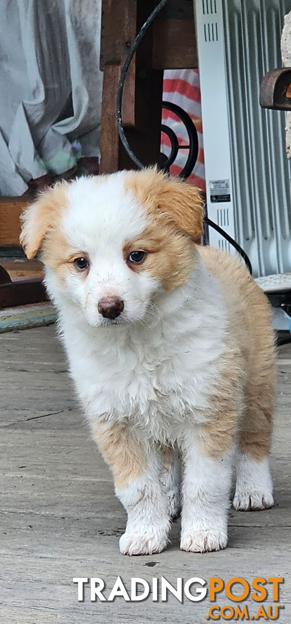 Border Collie Puppies