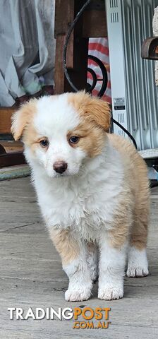 Border Collie Puppies.