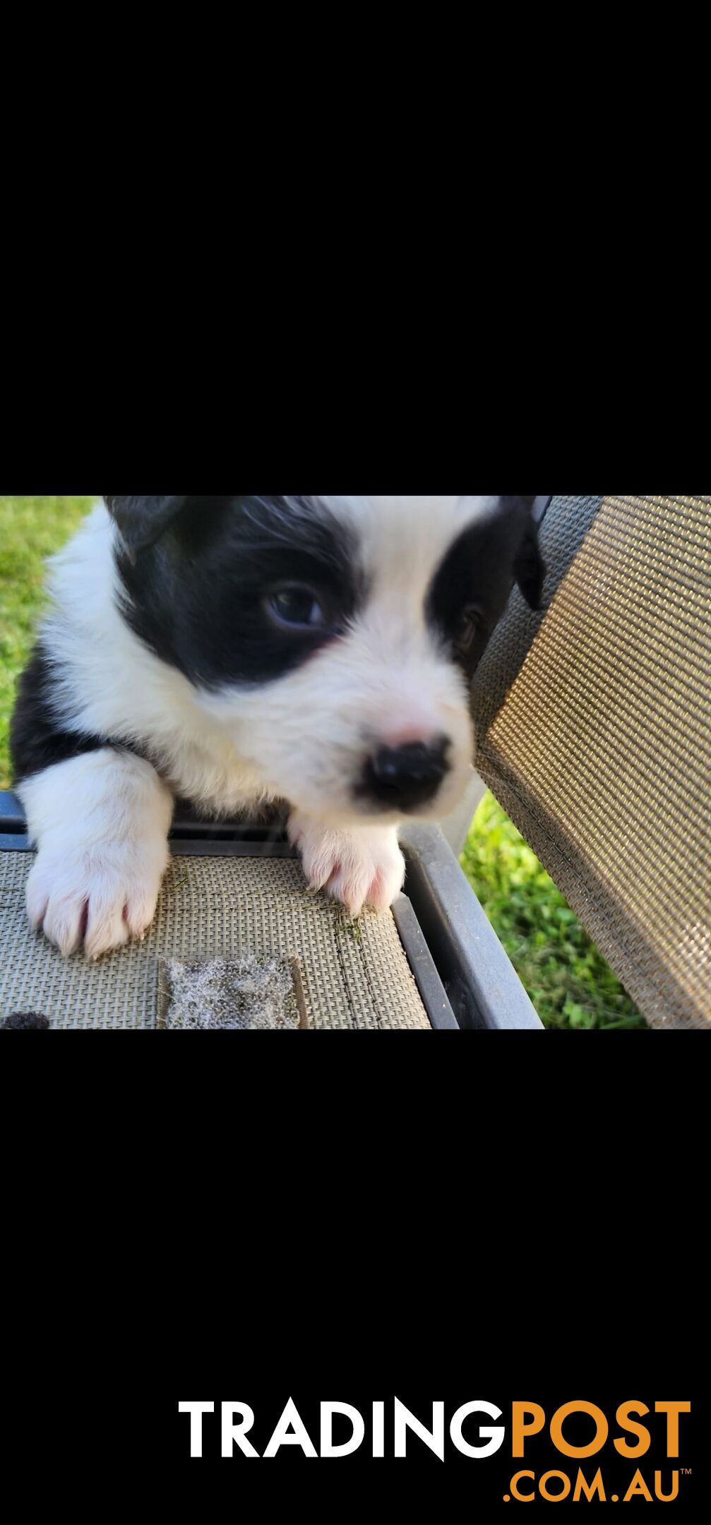 Border Collie Puppies