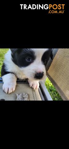 Border Collie Puppies.