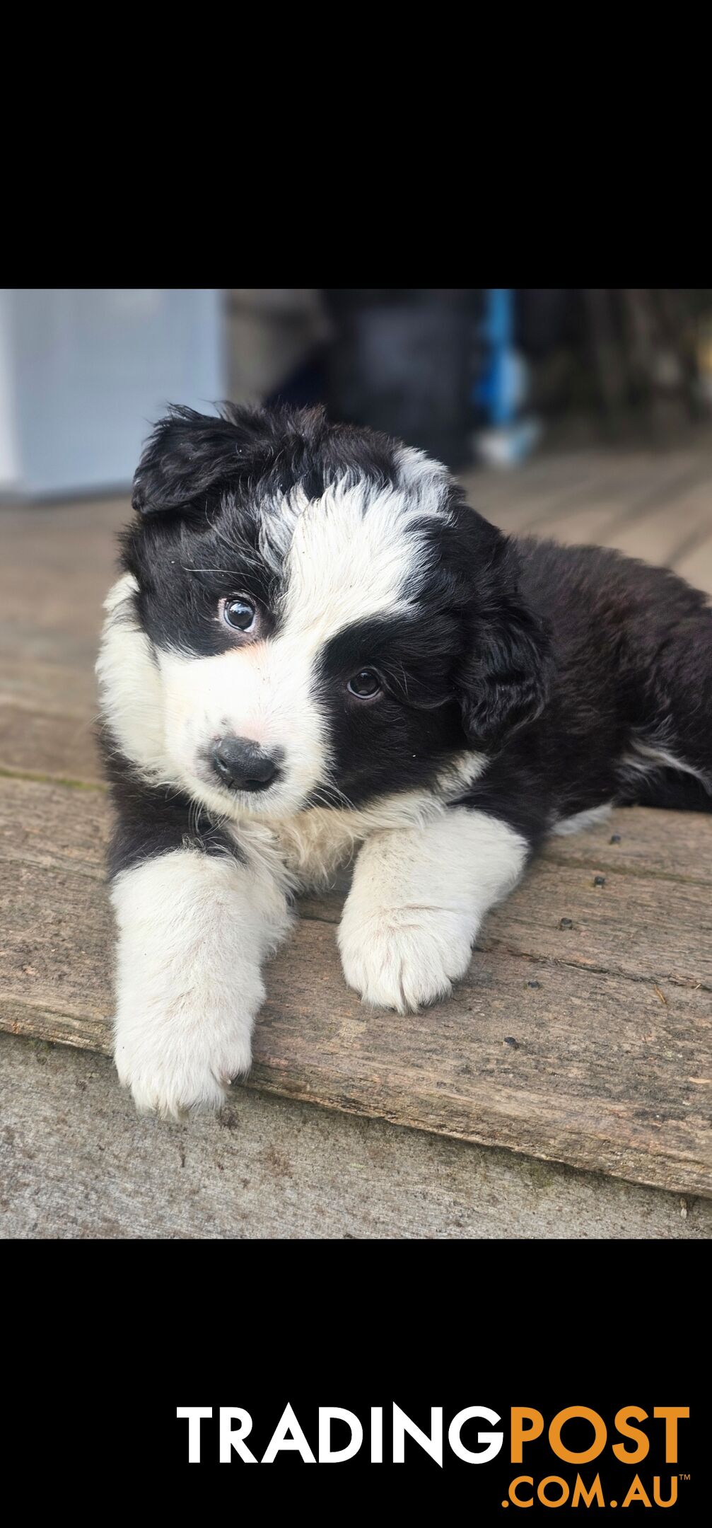 Border Collie Puppies