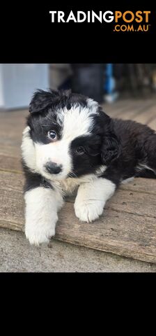 Border Collie Puppies