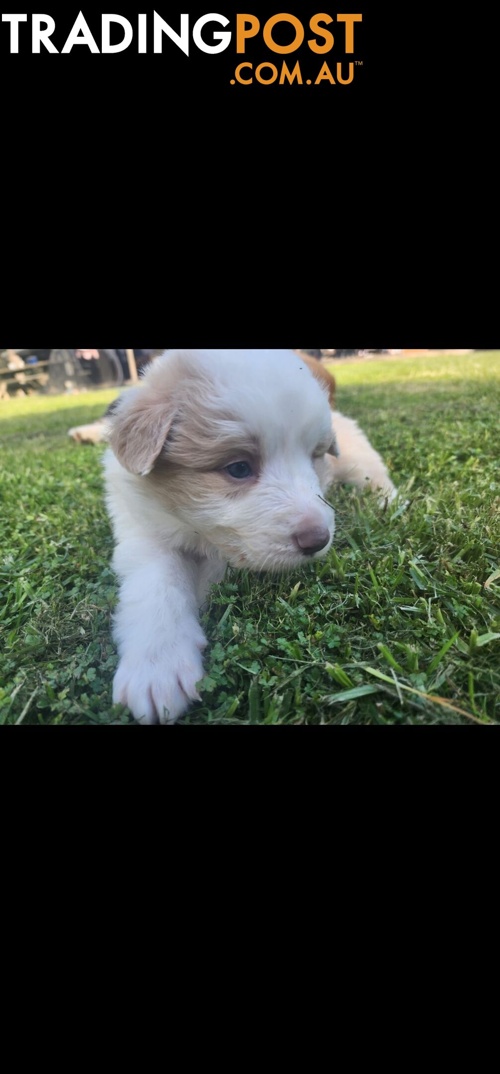 Border Collie Puppies