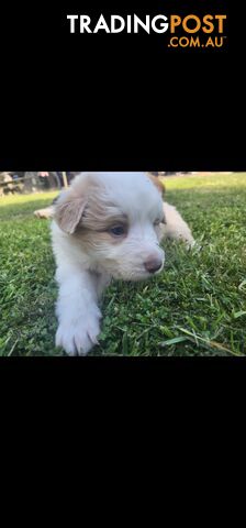 Border Collie Puppies