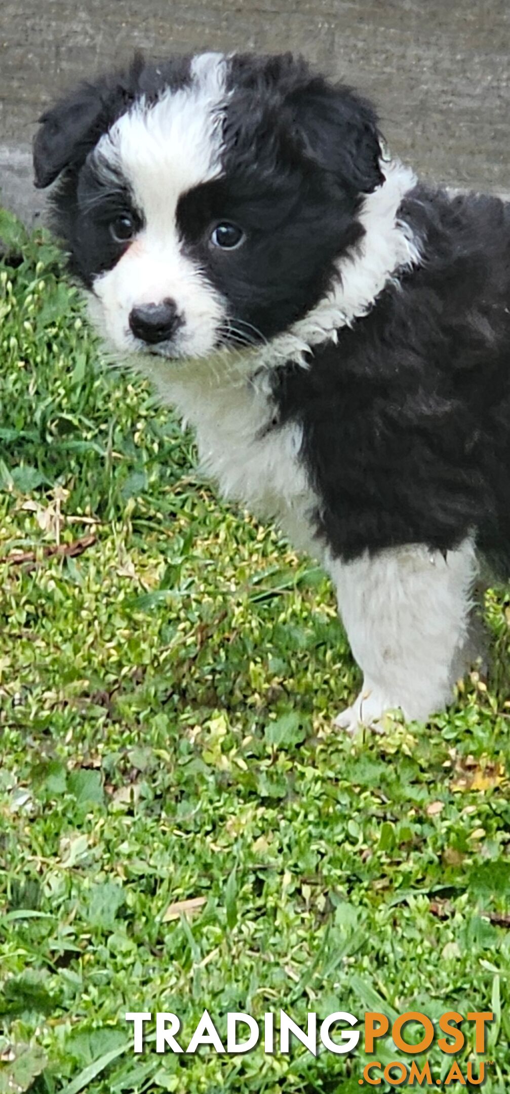 Border Collie Puppies