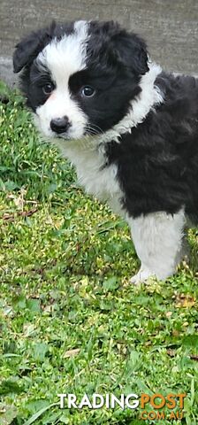 Border Collie Puppies.