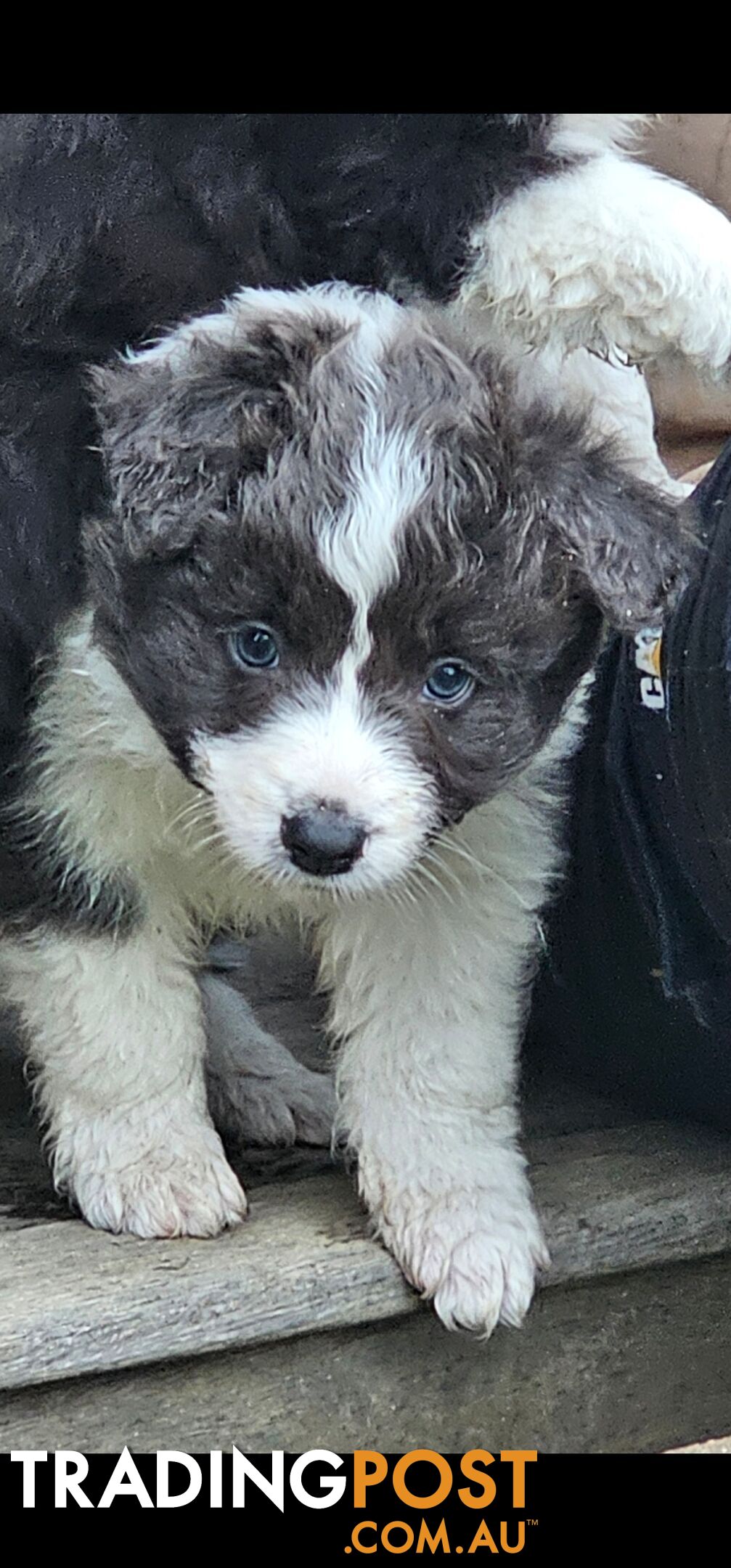 Border Collie Puppies