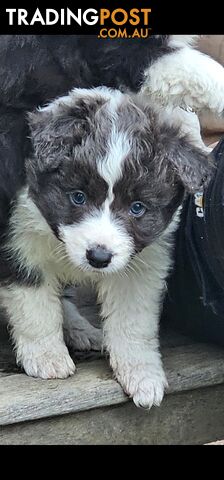 Border Collie Puppies.