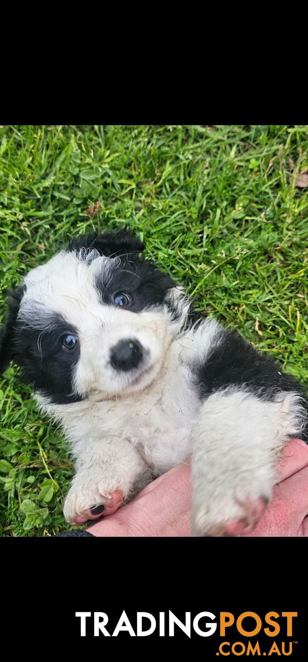 Border Collie Puppies