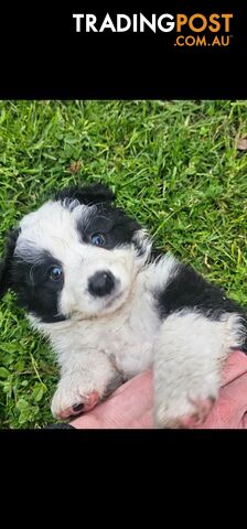 Border Collie Puppies.