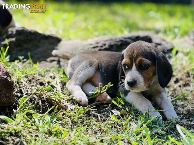 Pure bred beagle puppies