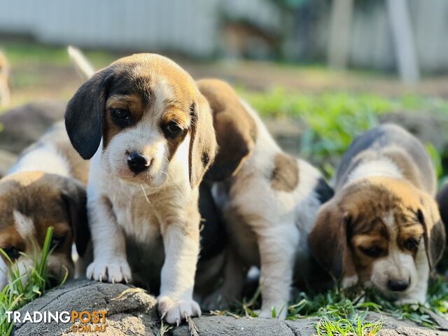 Pure bred beagle puppies