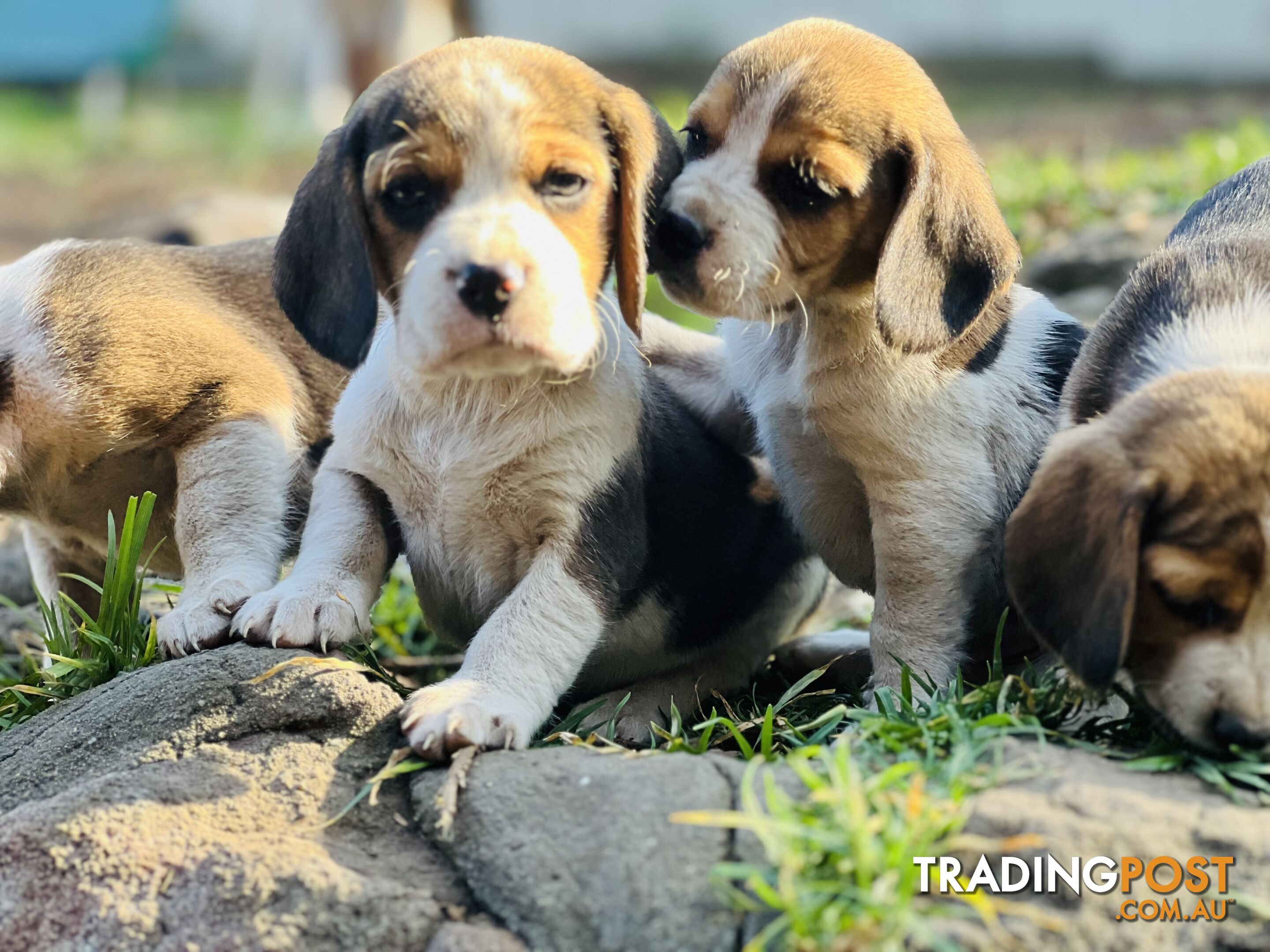 Pure bred beagle puppies