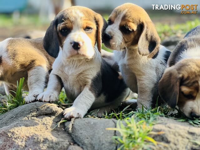 Pure bred beagle puppies