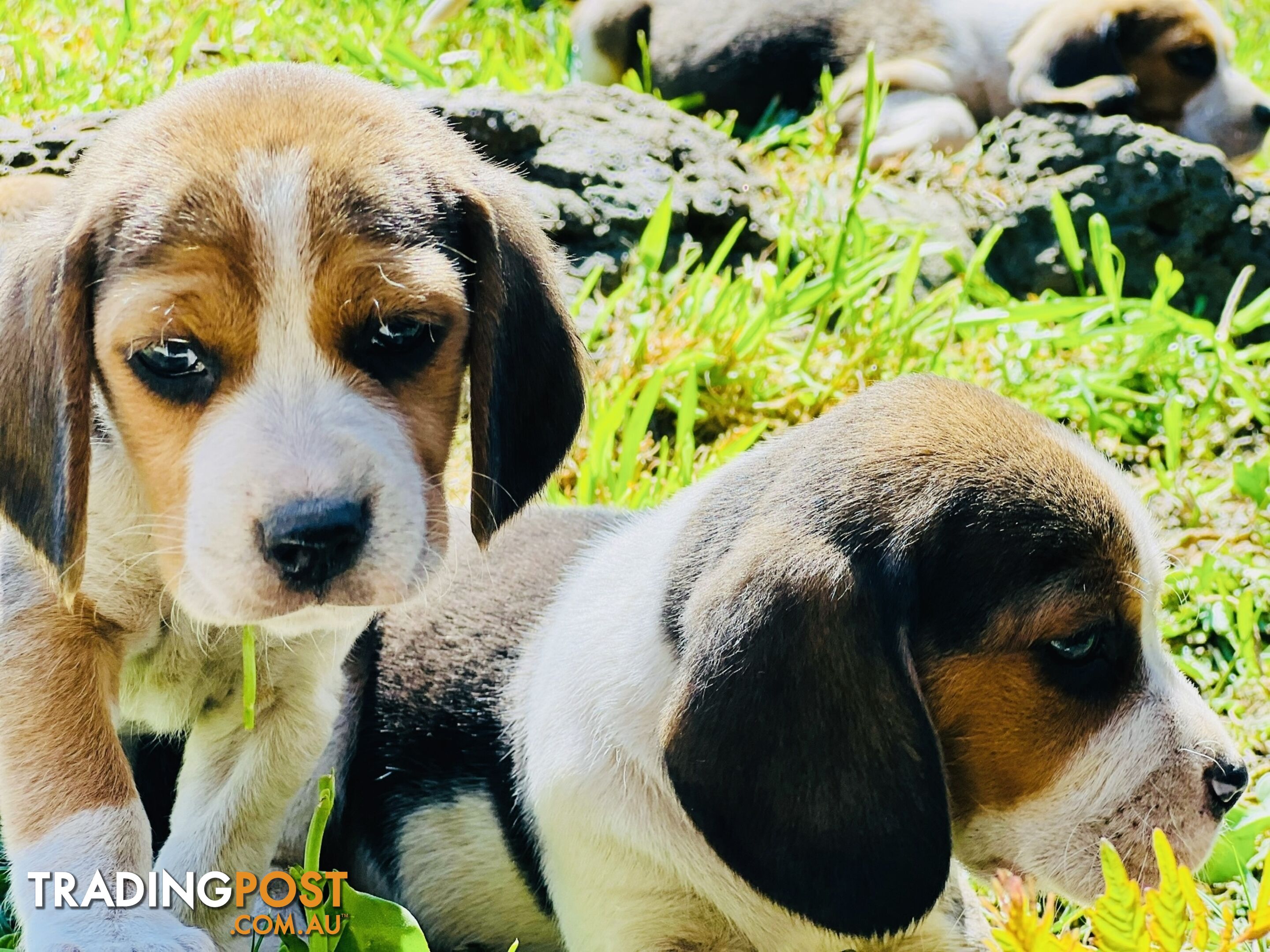 Pure bred beagle puppies