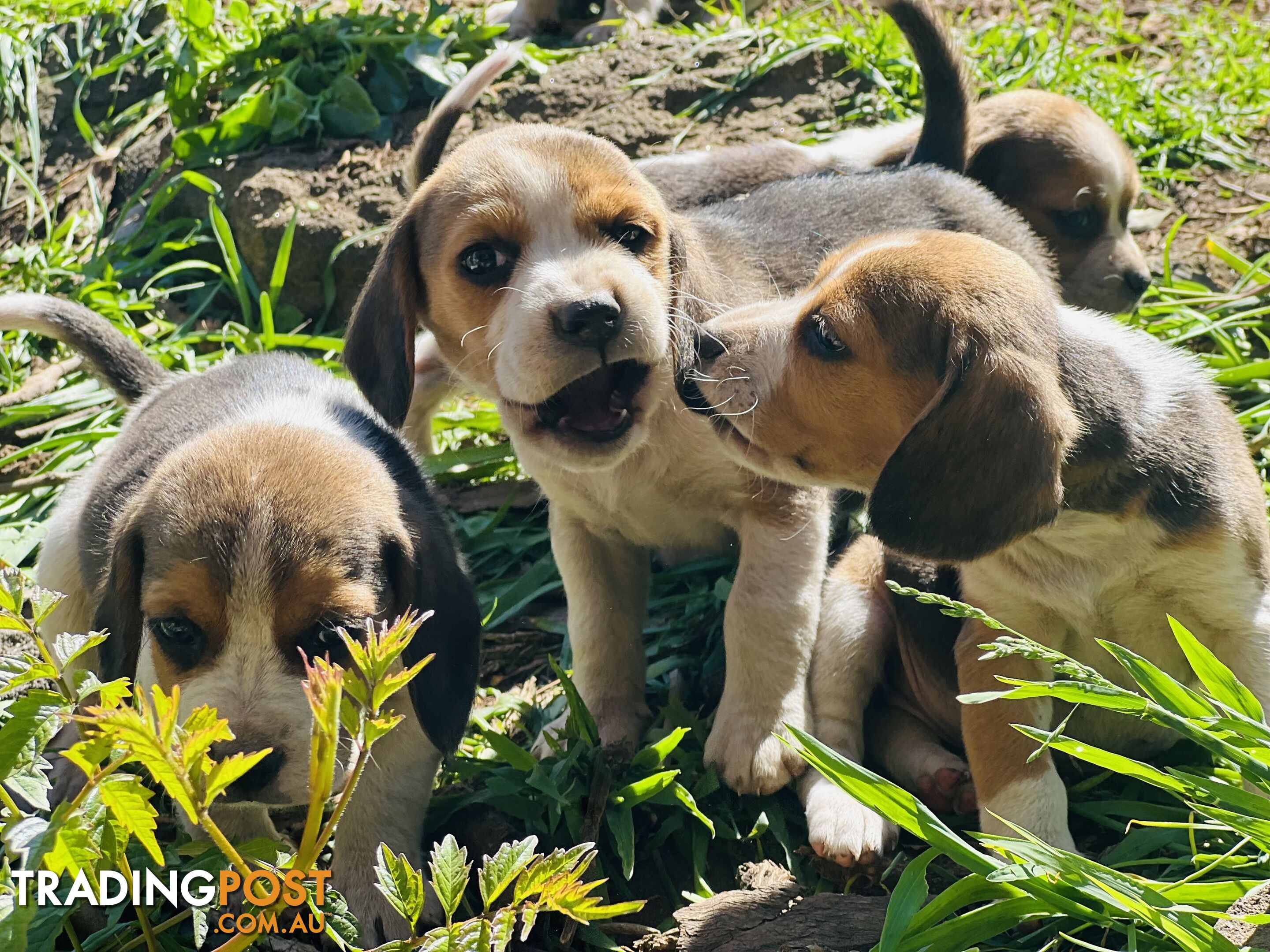 Pure bred beagle puppies